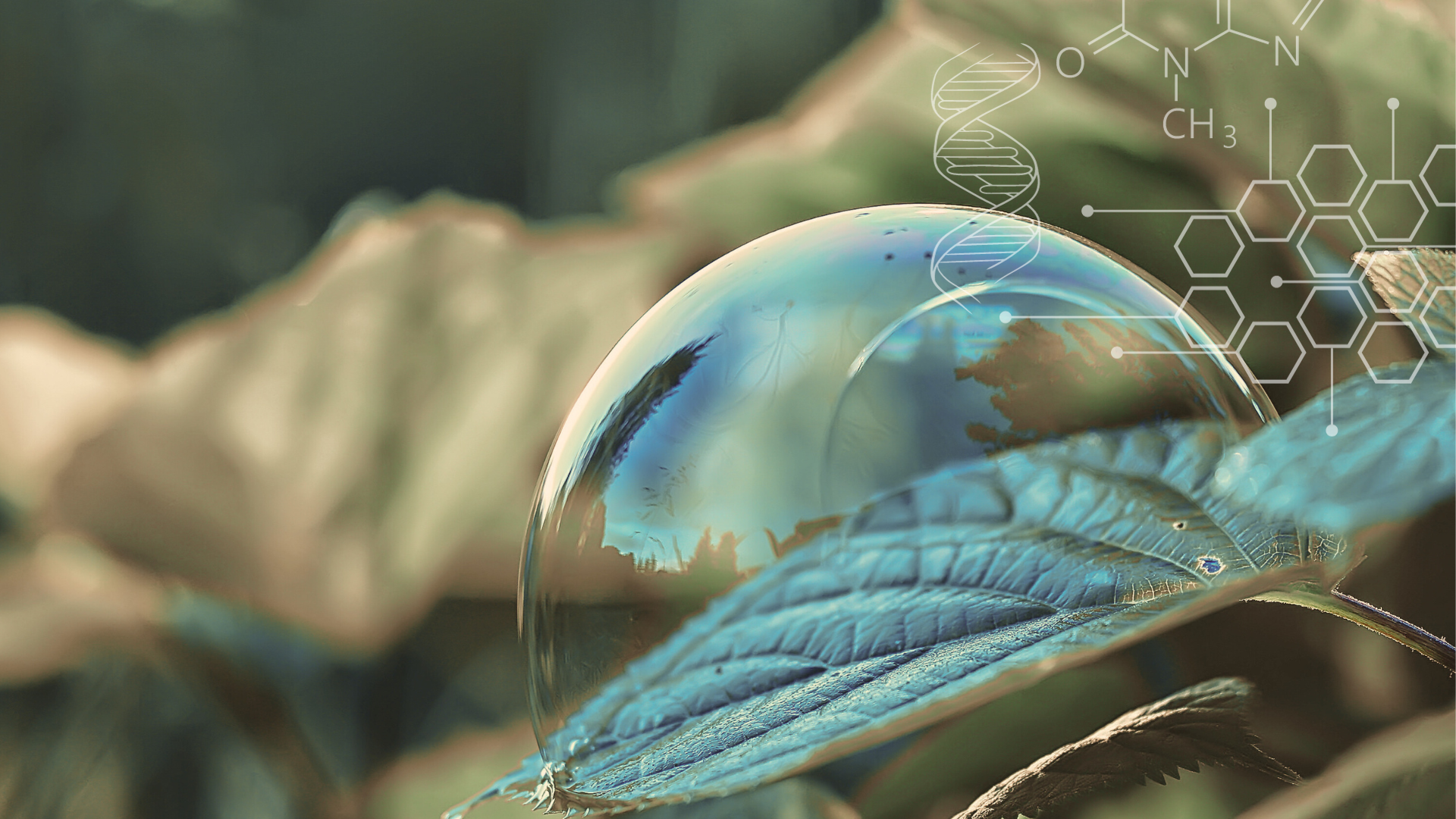 Nomad by Alimpex